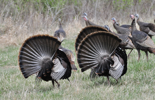 Second And Third Lottery Drawing For 2021 Illinois Spring Turkey Season Permits